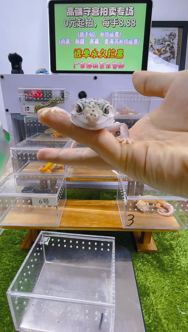 豹纹守宫豹纹肥尾苗子亚成成体