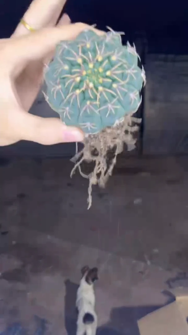 4颗 五本刺【实生根】