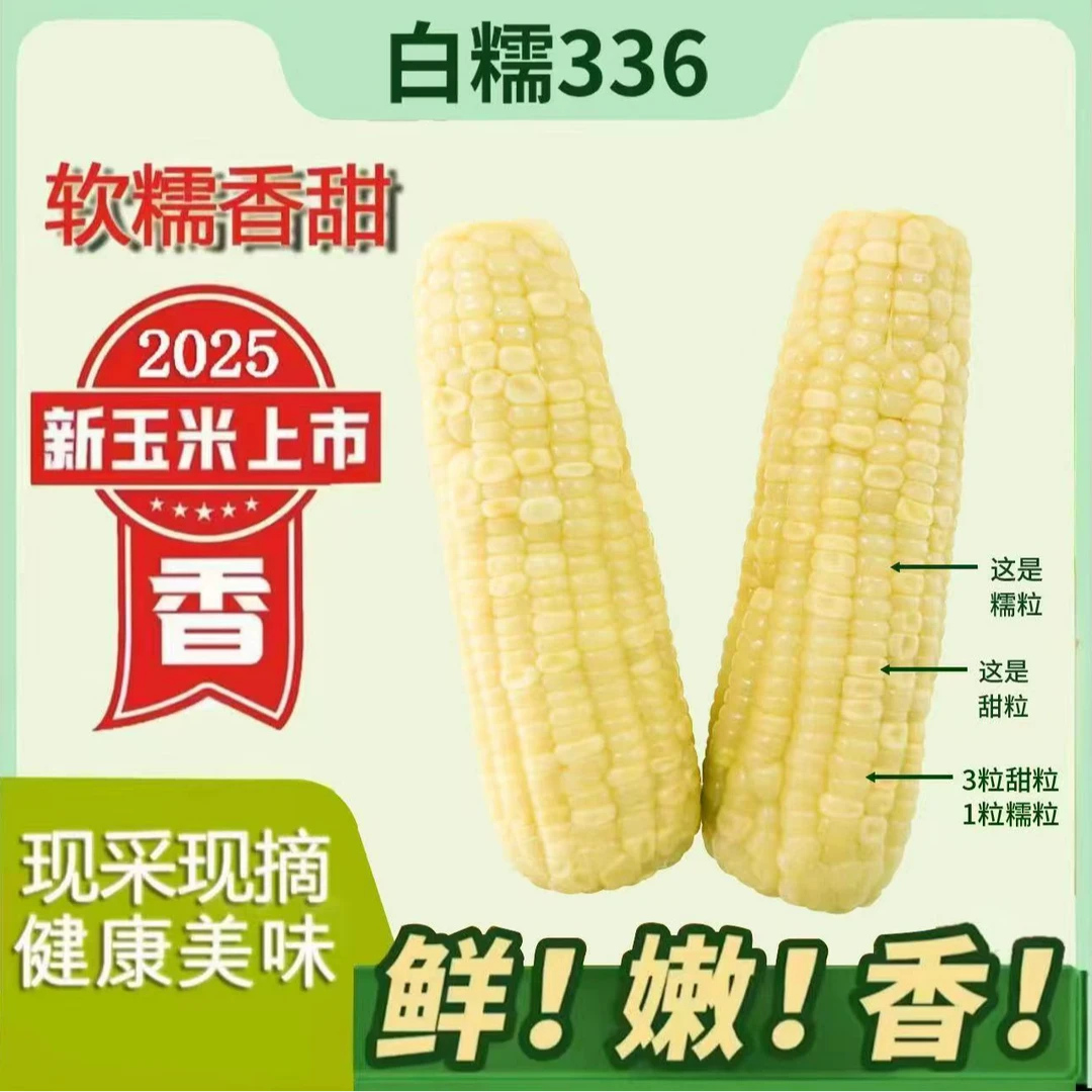 2025头茬东北白糯玉米软糯香甜好吃整箱10根6斤以上试吃2支