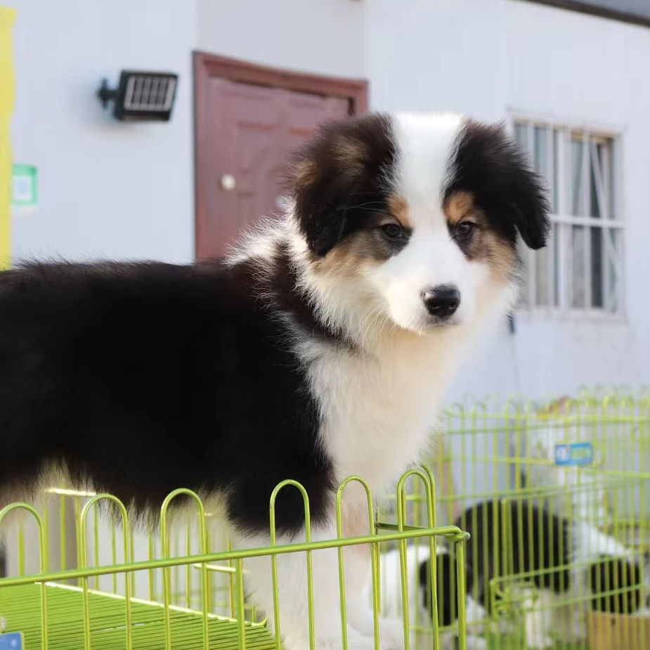 【爪印犬舍】边牧萨摩柯基灰泰迪比熊活体狗狗幼犬