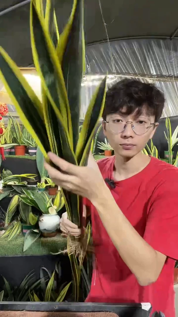 （高脚黄金）裸根3棵28.8