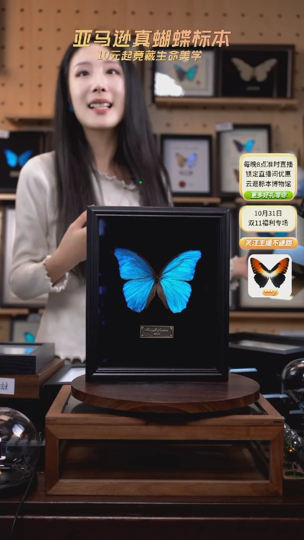 大蓝闪蝶黑绒底版10寸欧式框（带证书）