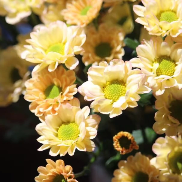 爱之槟小雏菊一把（8到10支）     云南基地鲜花   家养    水养