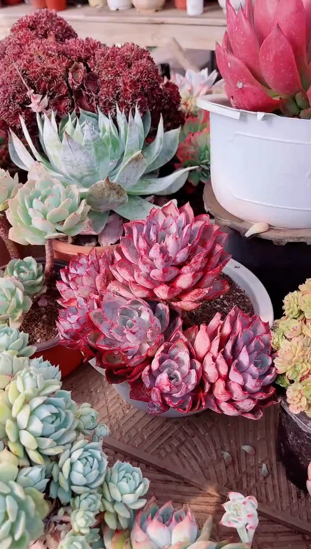 09162多肉植物一物一拍