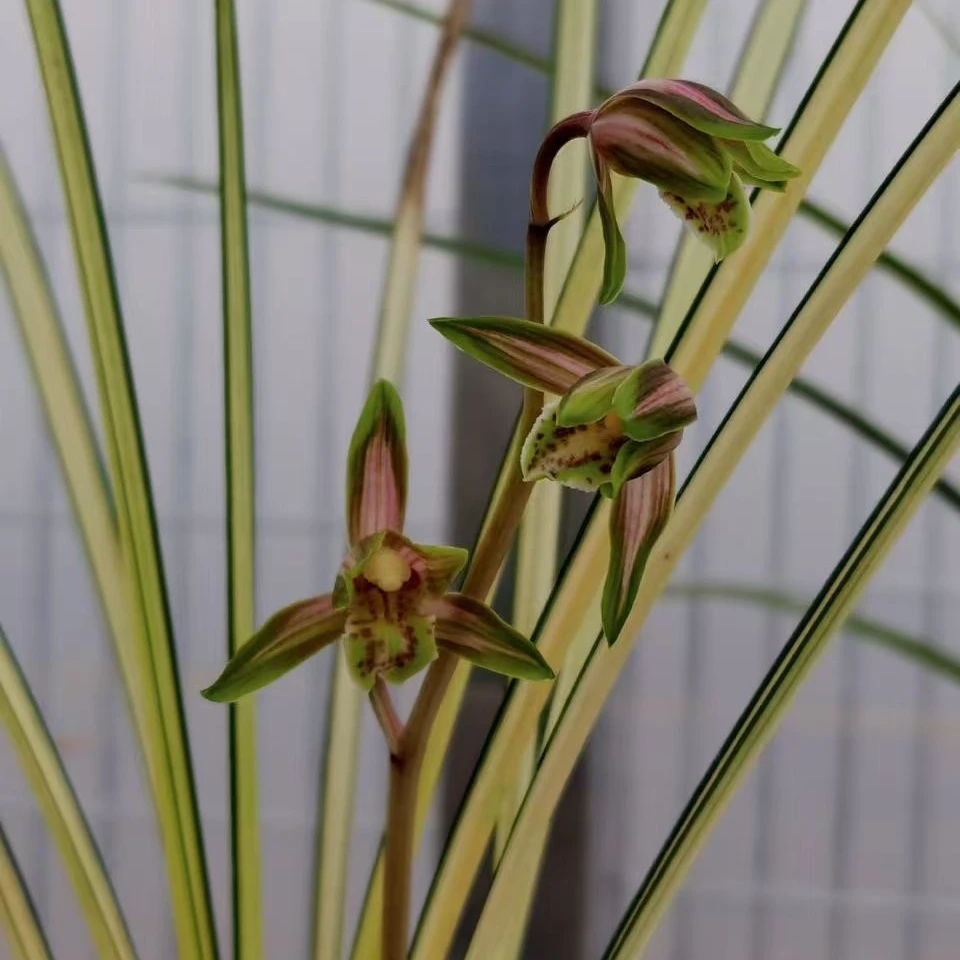 兰花秋芝送春一物一拍