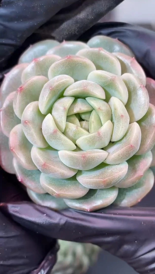 闪购2347  母本多肉一颗  6厘米