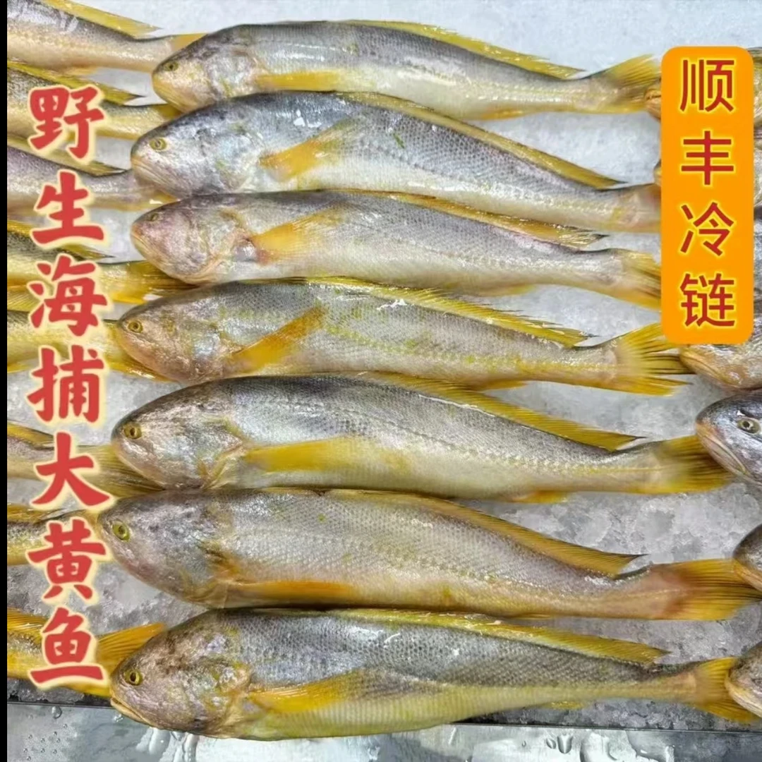 【金秋好礼】深海野生大黄鱼 1斤左右/条活鱼速冻顺丰冷链独立包装