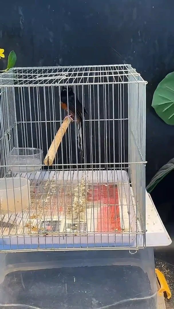 虎皮鹦鹉33号长尾养笼0元起拍