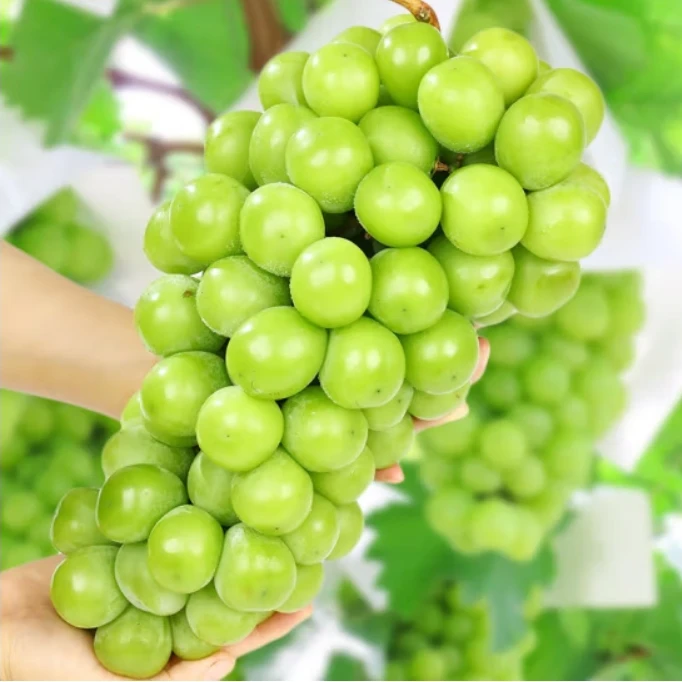 山东阳光玫瑰葡萄新鲜当季水果果园发货整串脆甜多汁阳光葡萄