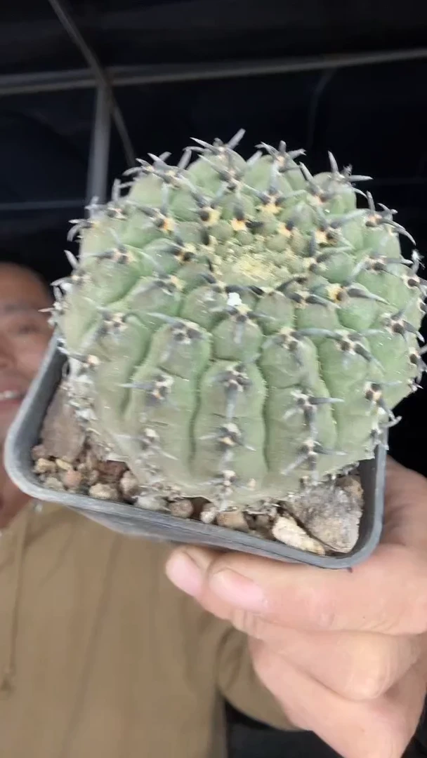 实生黑刺风头12.99配货看图