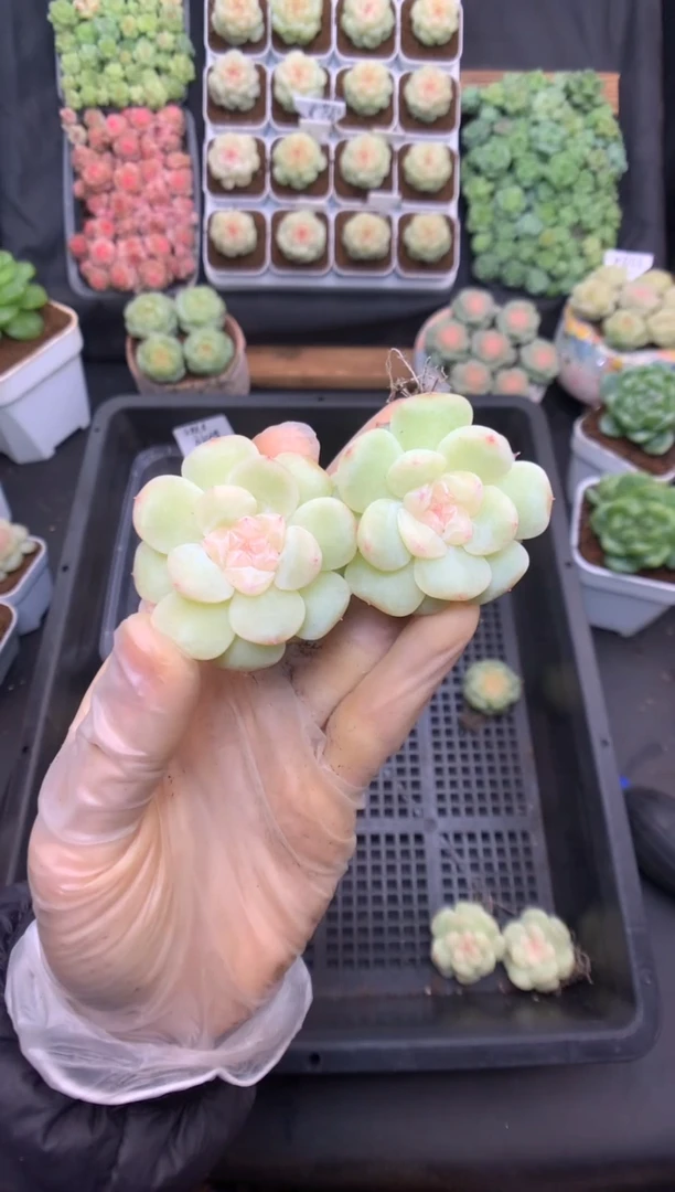 量拍 朦胧 随机发 20