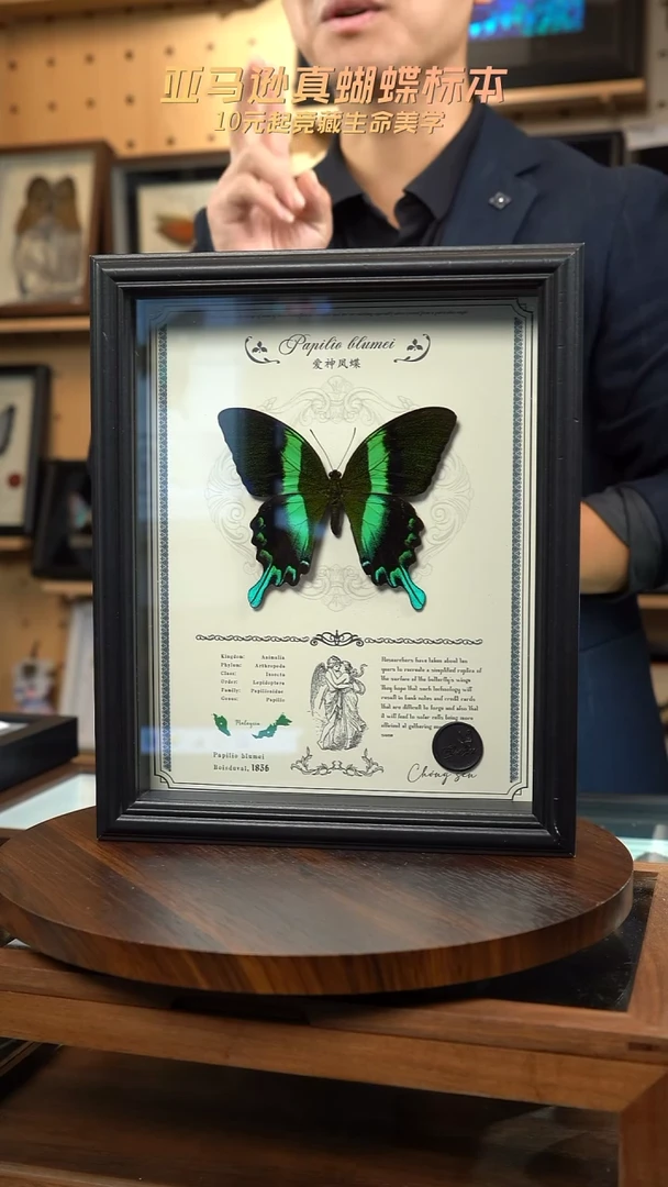 爱神凤蝶重逢艺术款10寸