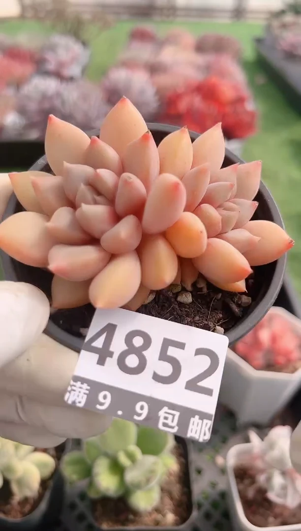 【闪购商品】信福多肉一物一拍