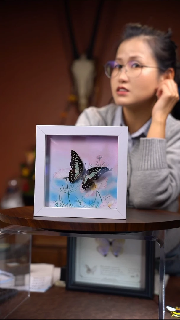 C***s木兰青凤蝶  常规