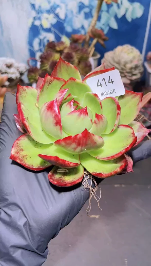 【闪购商品】414惊鸿仙子微瑕