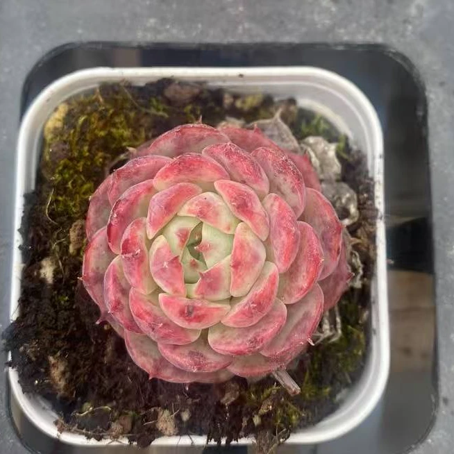 海棠花实物以直播间为准满20包邮