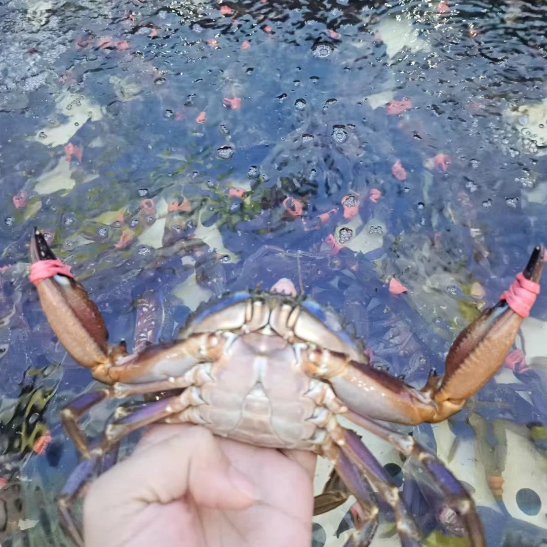 赤甲红【保鲜不保活】1斤7-8只【不保腿甲全】【顺丰包邮】