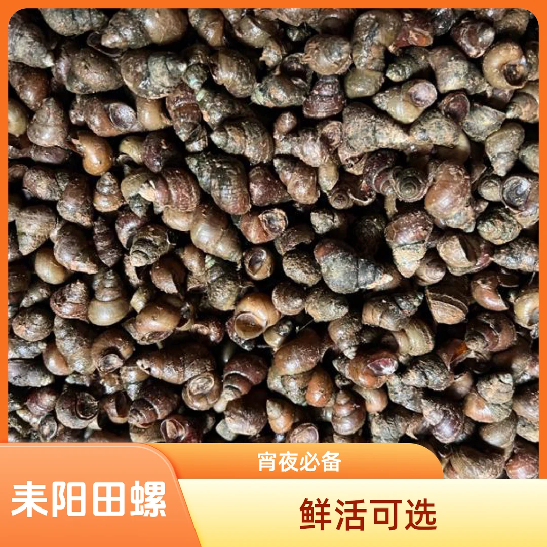 耒阳鲜活田螺宵夜必备
