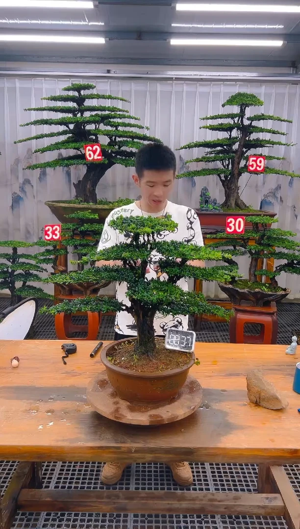 无花朵精品盆景直播间一物一拍