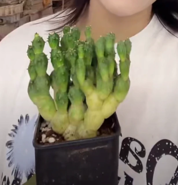 二妹园艺【 1棵  骑兵团扇    自根 】带盆土随机发货