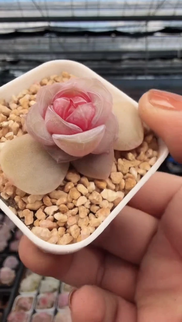 东云多肉园新款-311