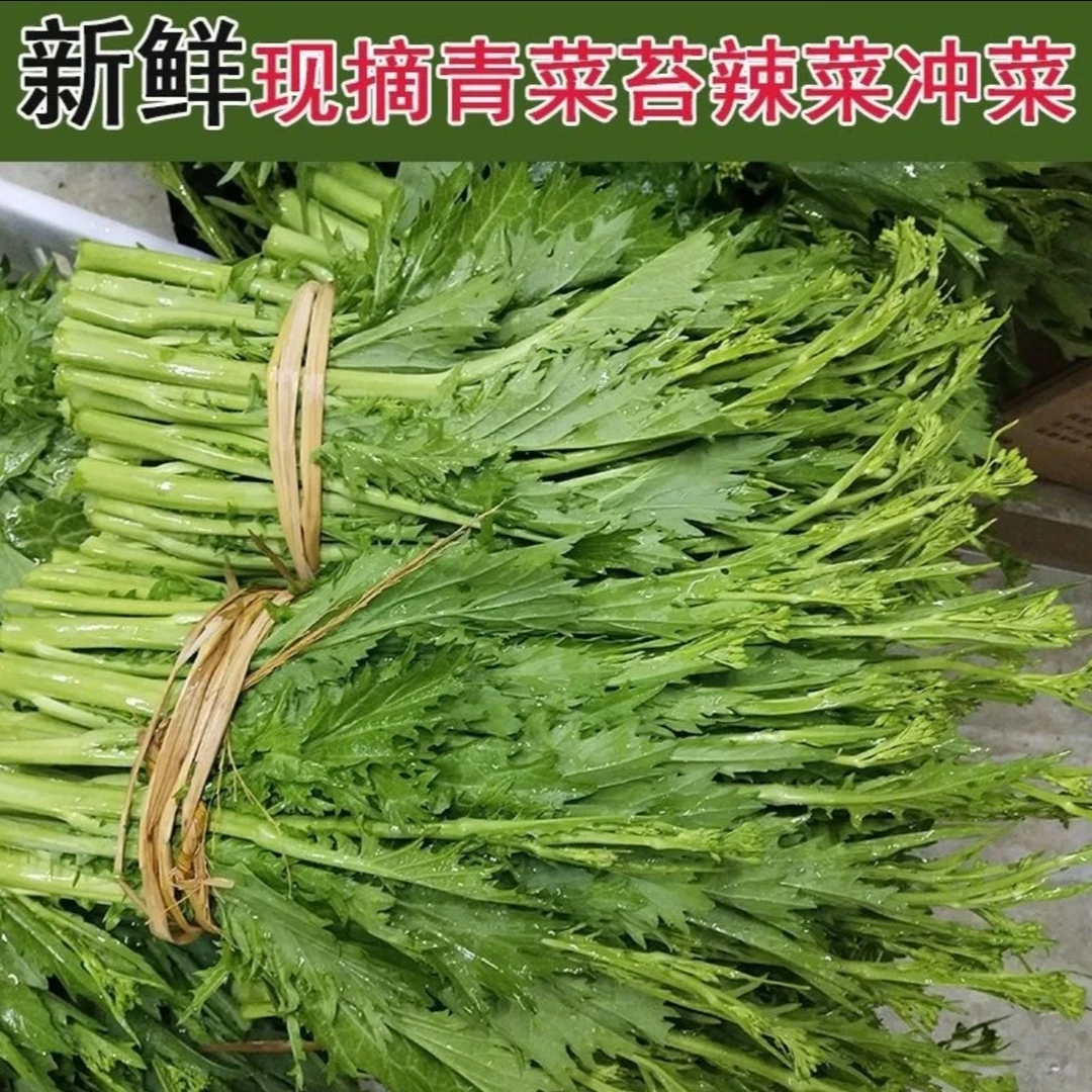 贵州新鲜大叶青菜苔 露天种植现摘现发 辣菜腌菜冲菜酸菜凉拌菜