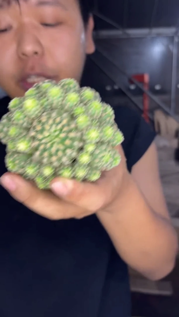 青宝山 群生【带根】