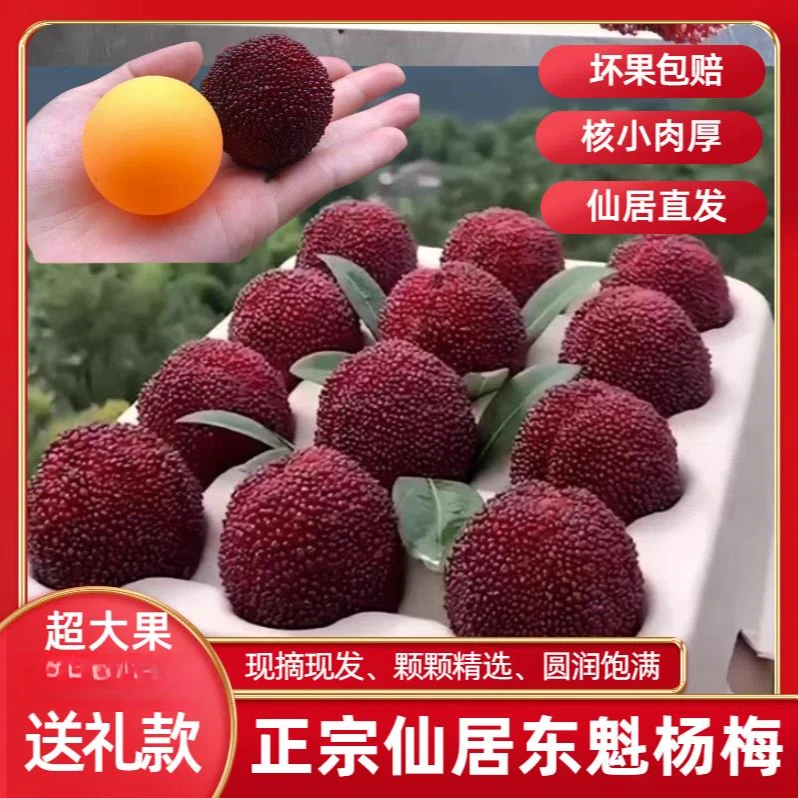 【仙居东魁杨梅】新鲜现发饱满大东魁25-35g送礼顺丰冷链浙江省杨梅同城送