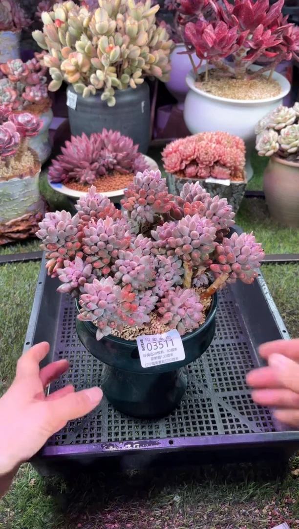 【闪购商品】03511