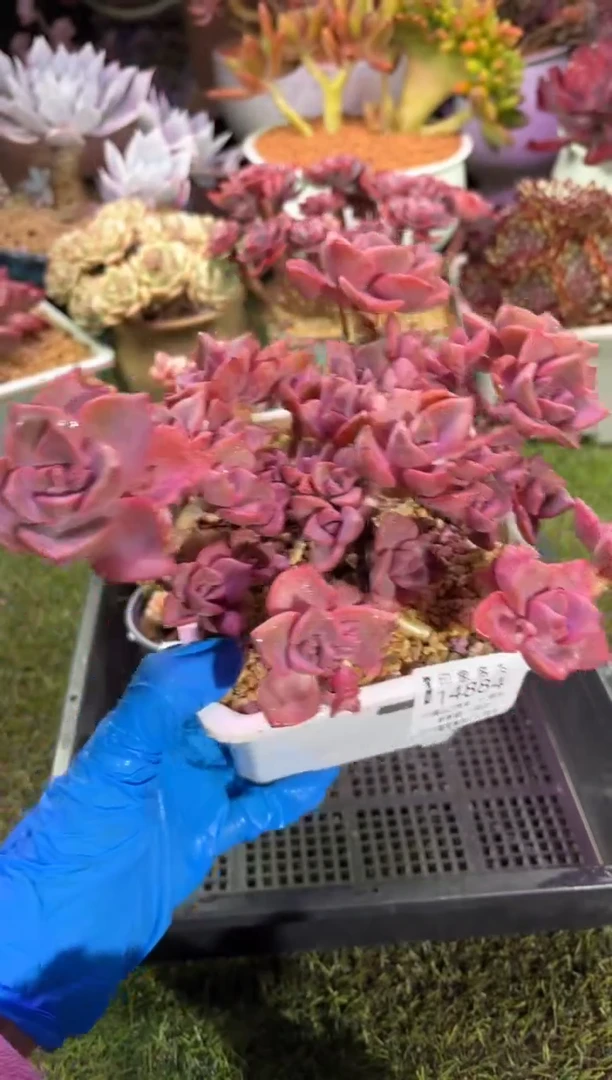 【闪购商品】14884