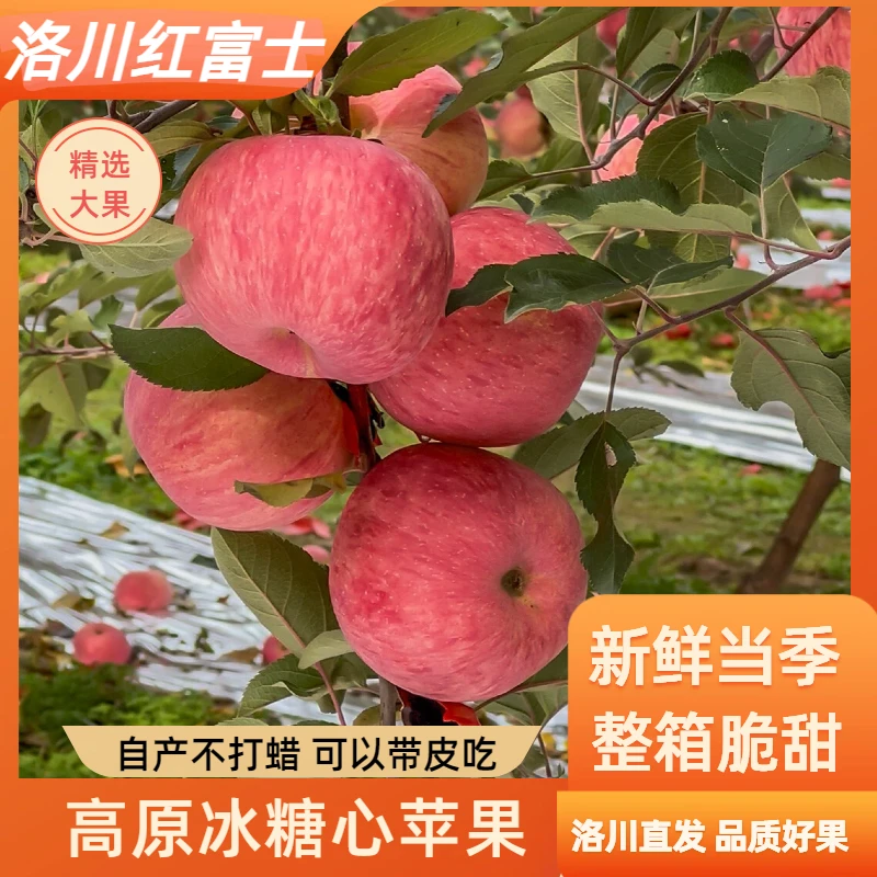 陕西洛川红富士苹果脆甜可口多汁皮薄产地直发