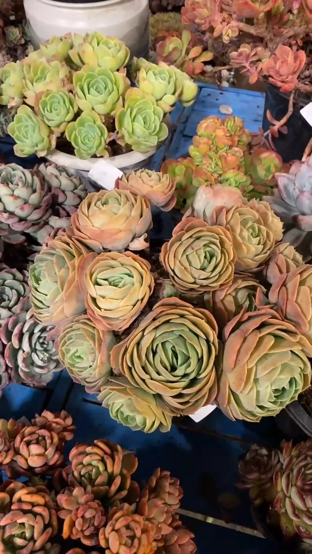 【闪购商品】1441桃花坞