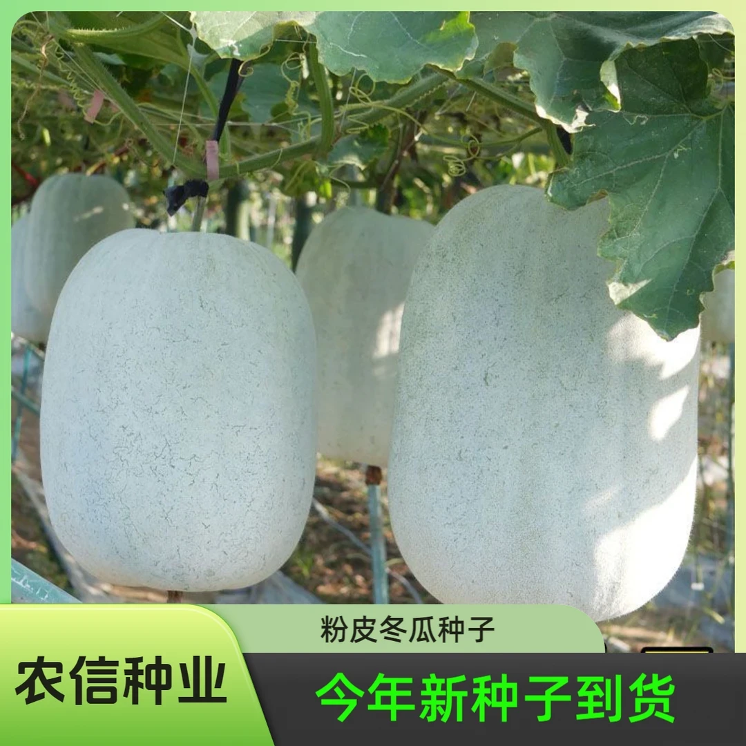 【全店满5元包邮】冬瓜种子大果春秋南方北方蔬菜种子粉皮冬瓜种
