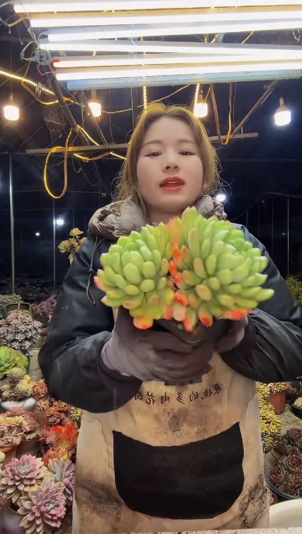 【闪购商品】百达翡翠脱土包邮