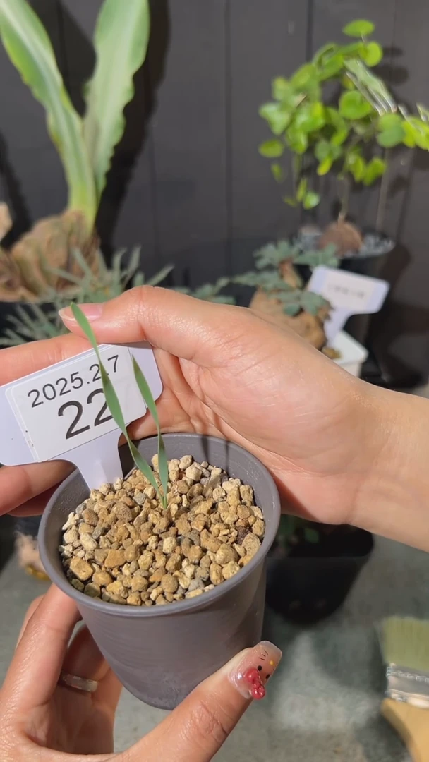 【闪购商品】巨凤之卵2.7.22