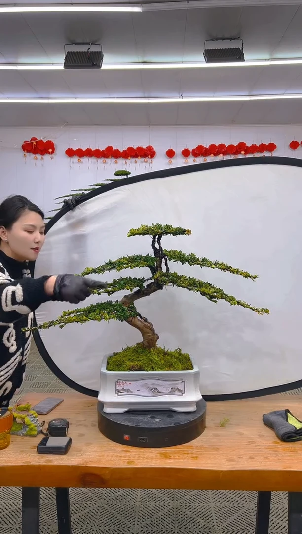 【闪购商品】盆景1