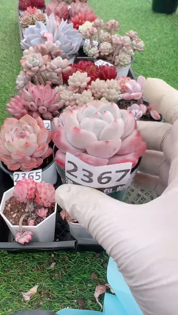 【闪购商品】信福多肉一物一拍