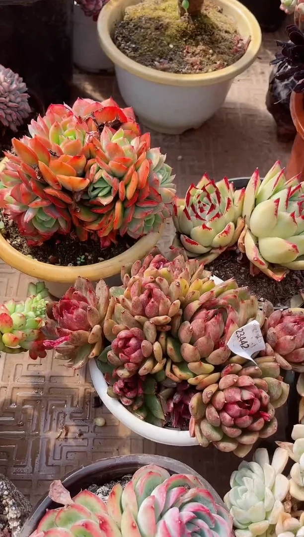 【闪购商品】23442