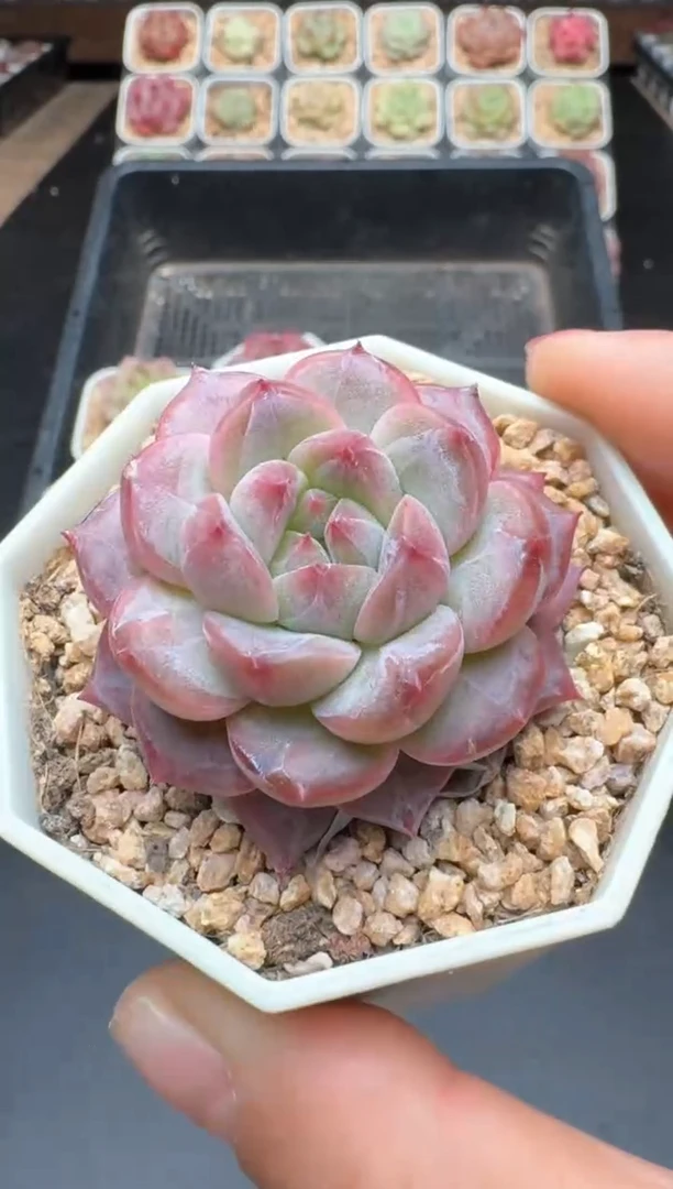 【闪购商品】464C物拍多肉带盆土6.5杯拍3颗包柚