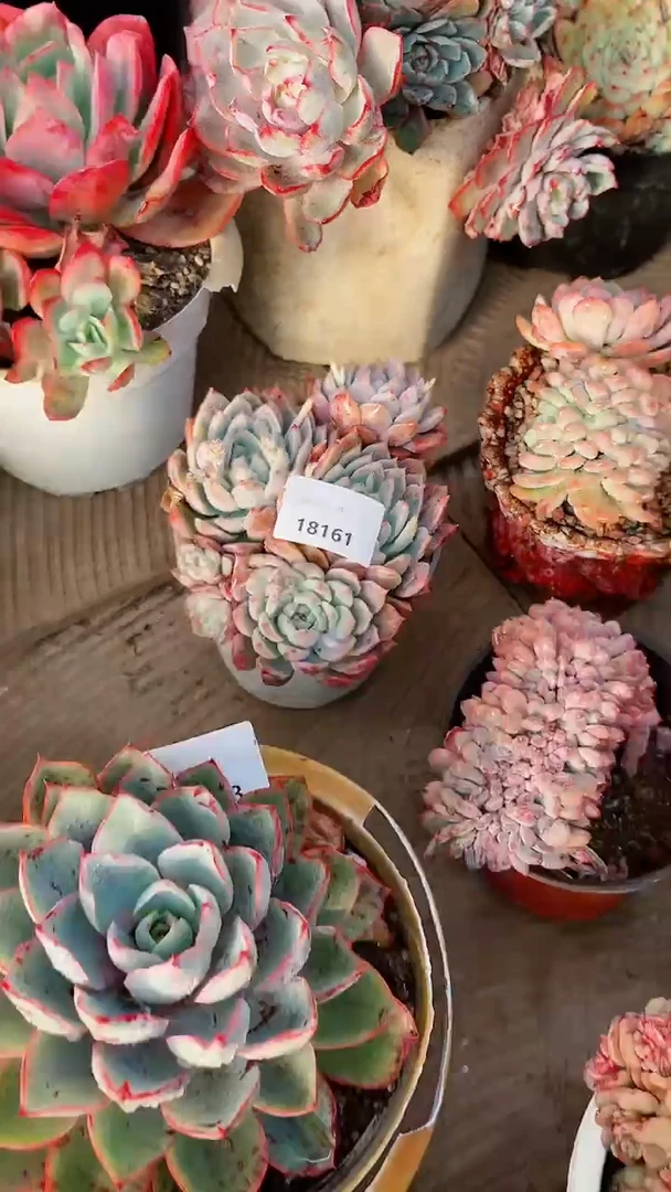 【闪购商品】18161