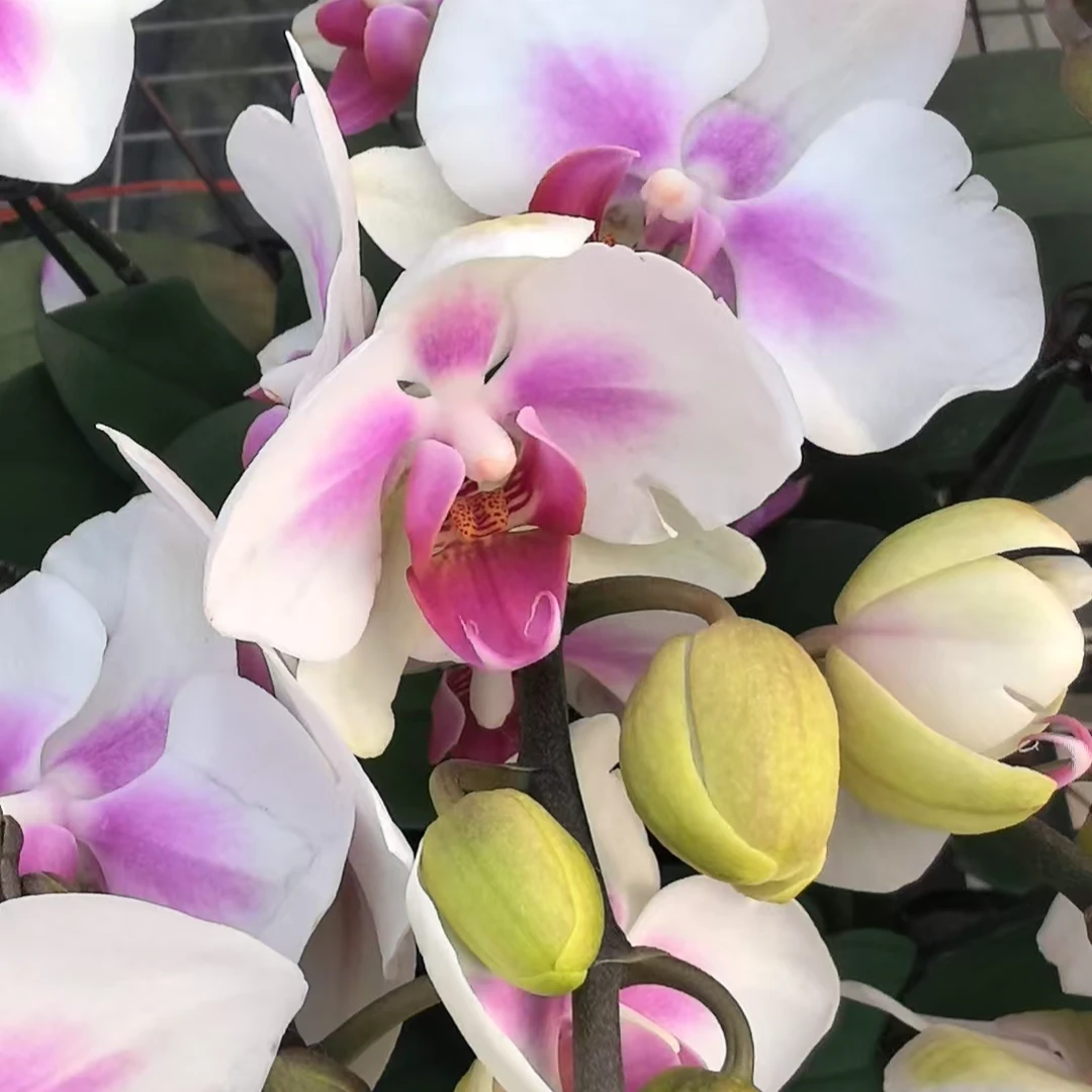 蝴蝶兰【雪媚娘】高端花卉 客厅美观 基地直发