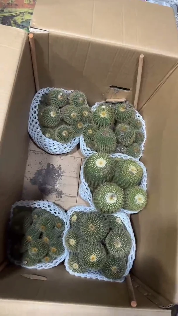 大群生 金冠【带根】15-20cm