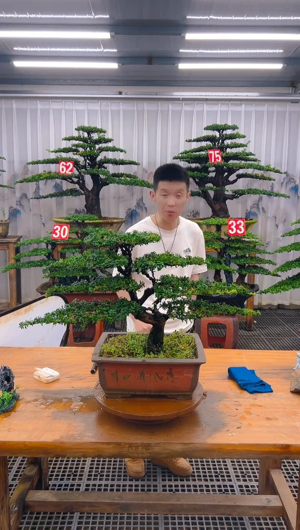 无花朵精品盆景直播间一物一拍