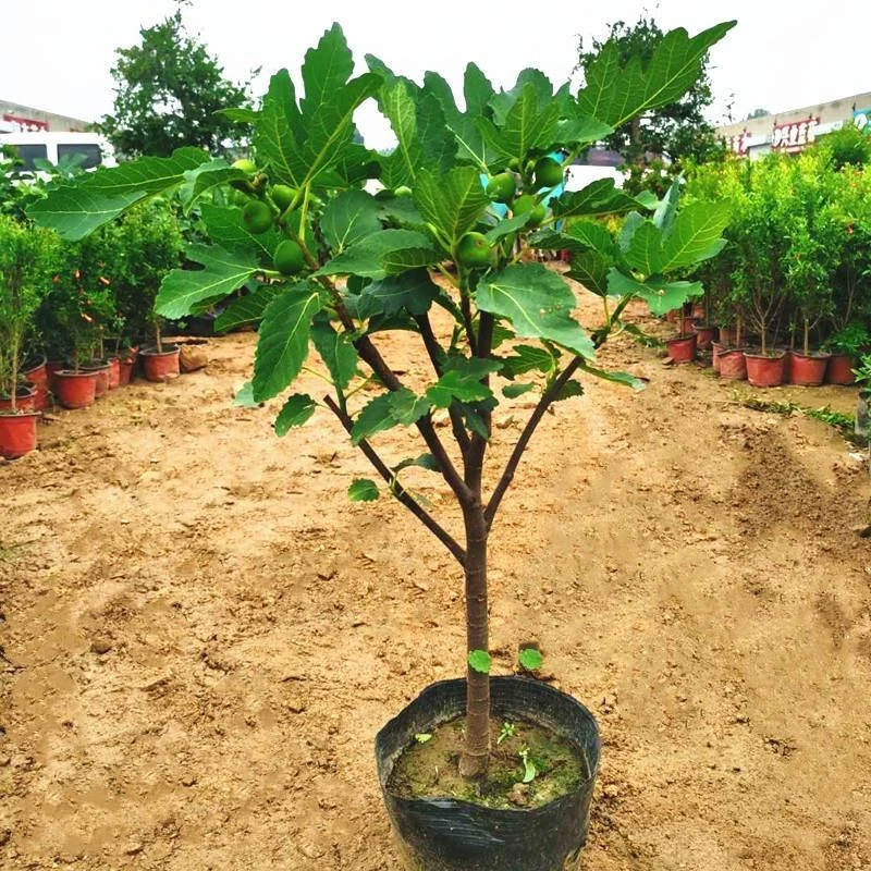 特大无花果苗树带土当年结果盆地栽南方北方庭院种植无花果大树苗
