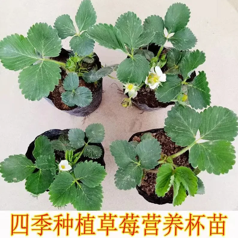 四季草莓苗盆栽带土奶油草莓秧苗食用庭院阳台南北方种植当年结果