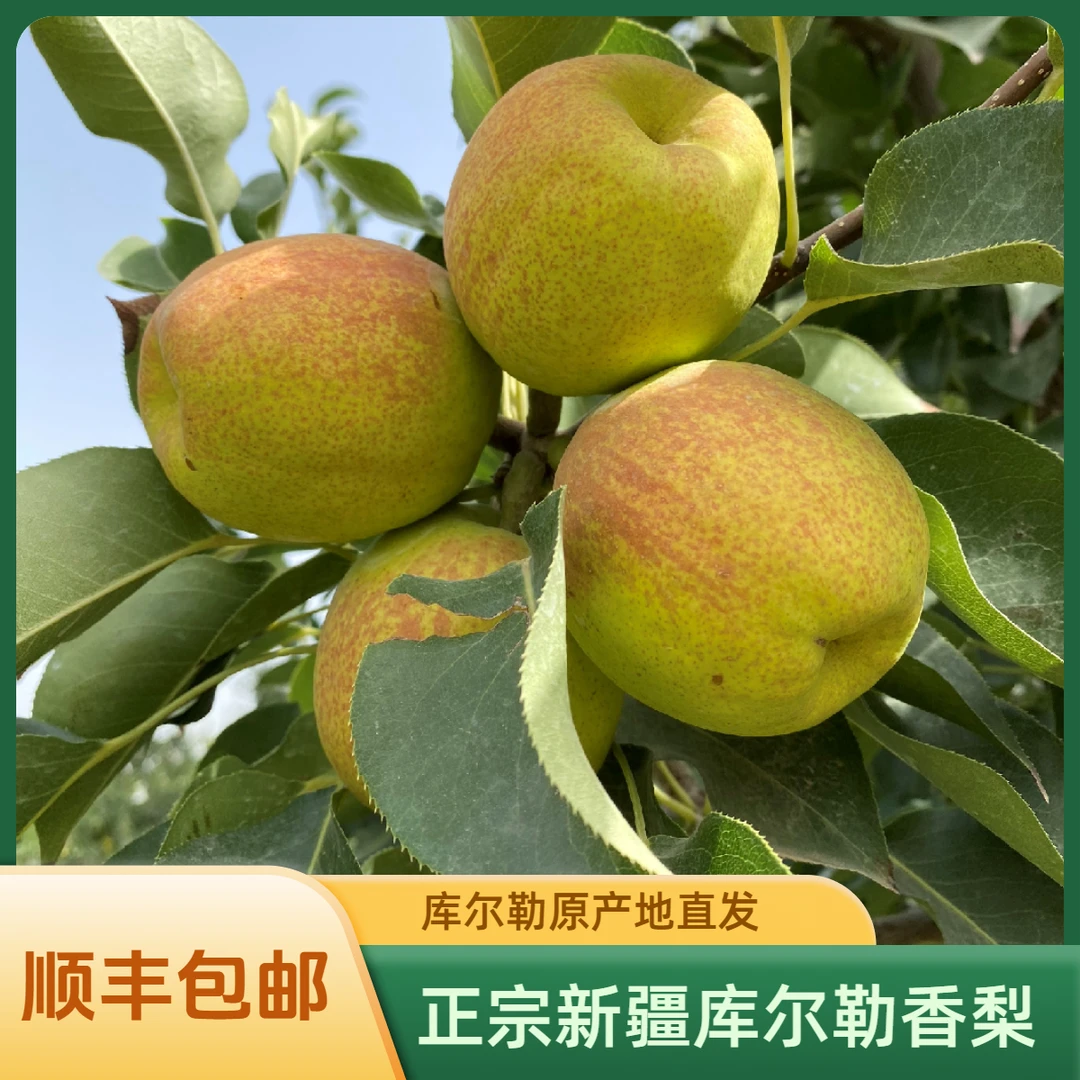 【顺丰发货】正宗新疆库尔勒香梨产地直发脆甜多汁皮薄肉厚母梨居多