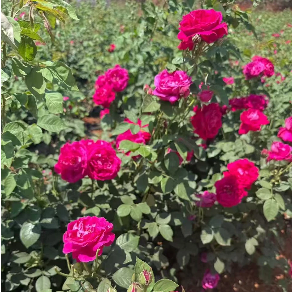 滇红  月季花苗盆栽庭院绿植四季开花耐热淡香阳台地栽花卉