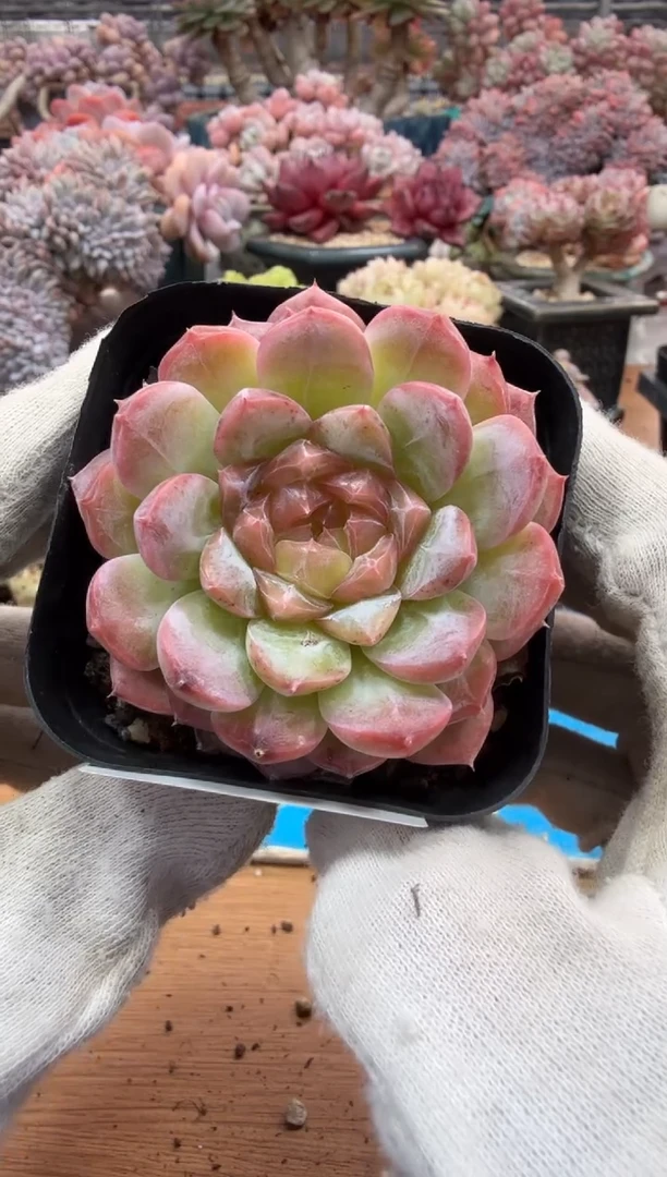 东云多肉园三号店-19