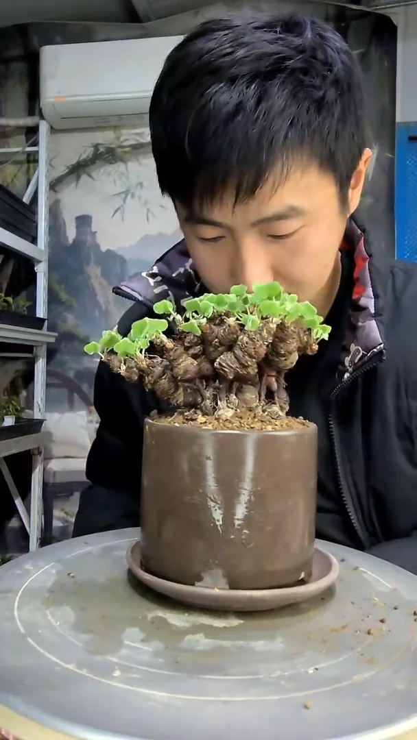 波****界中青园艺一物一拍花477