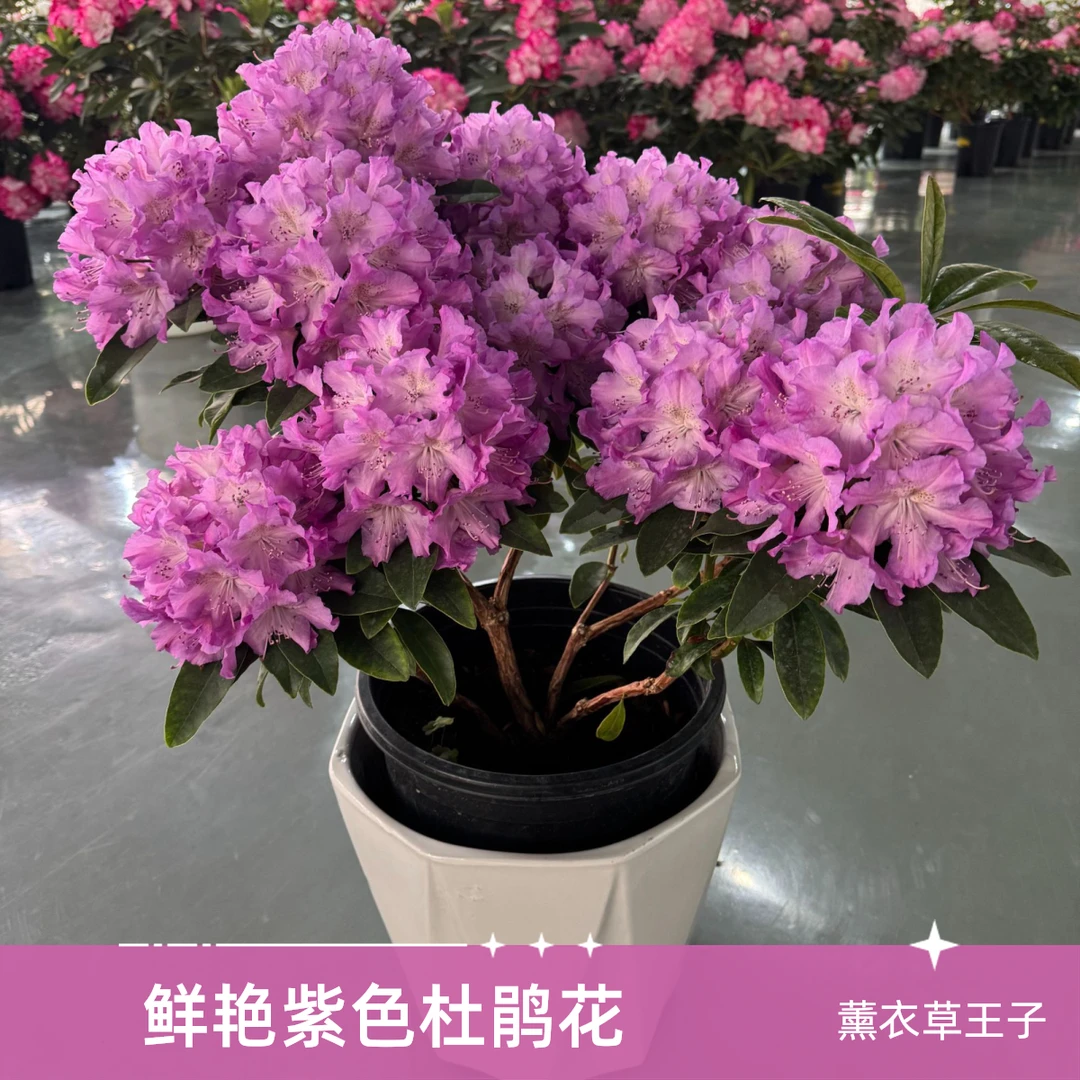 4月【薰衣草王子】进口无花老桩盆栽高山杜鹃